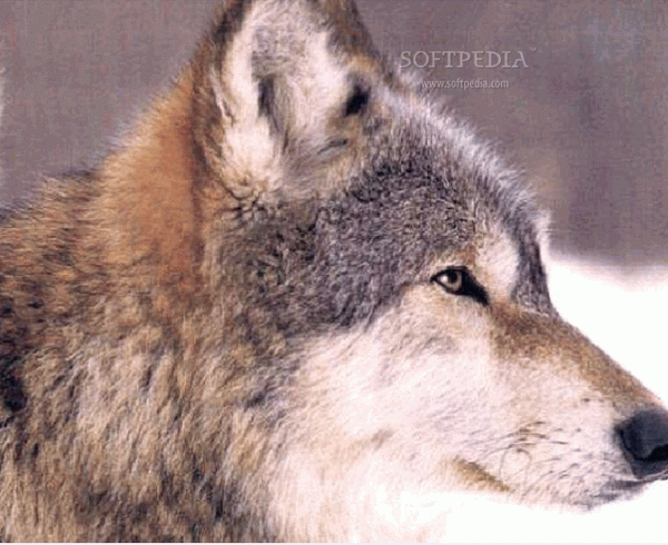 AnimalsScreensavers Wolf Screensaver