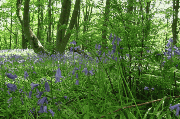 Beautiful Britain spring screensaver