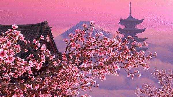 Blooming Sakura 3D Screensaver