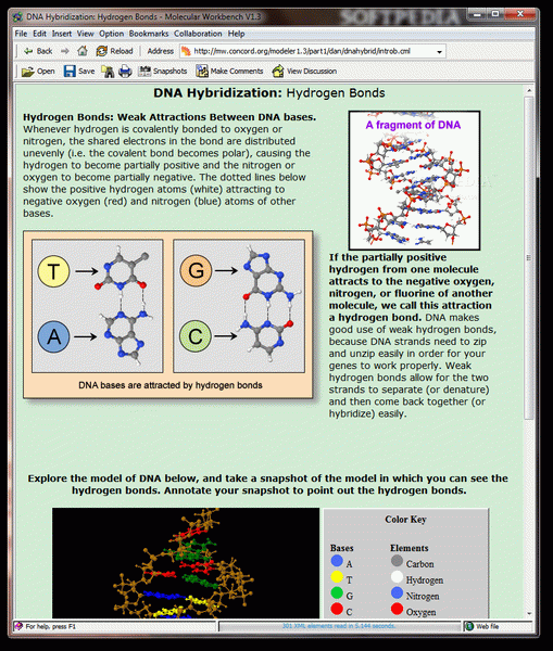 DNA Hybridization