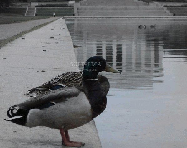 Duck Screensaver