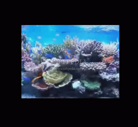 Fish Aquarium Video Screensaver