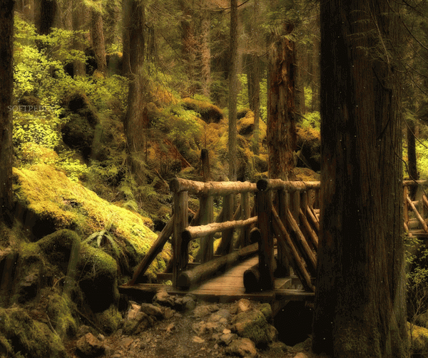 Forest Bridge Animated Wallpaper