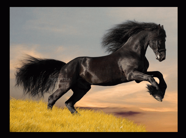 Friesian Horse Screensavers