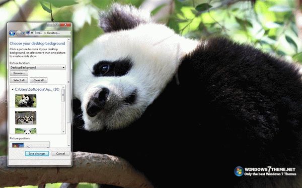 Giant Panda Windows 7 Theme