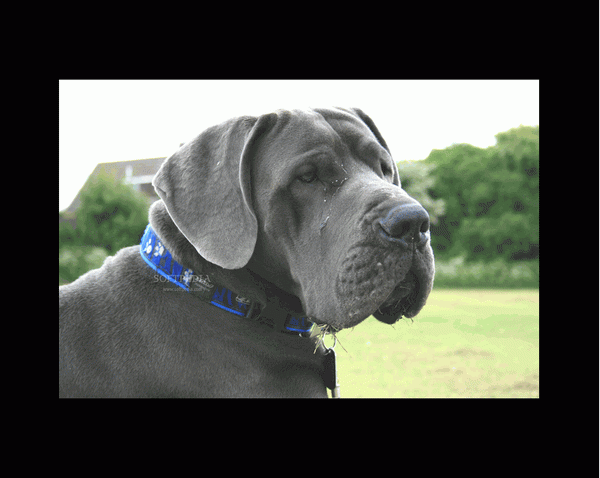 Great Dane Owners Forum Screensaver