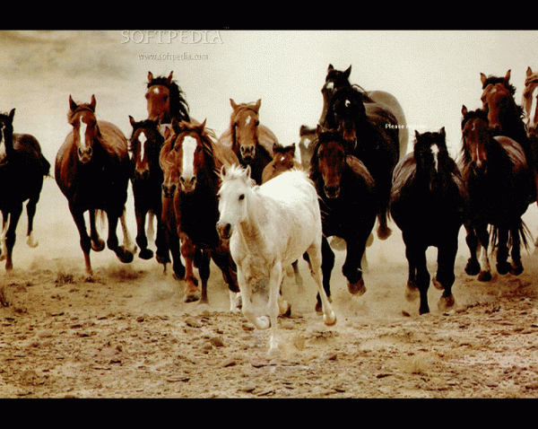 Horses ScreenSaver