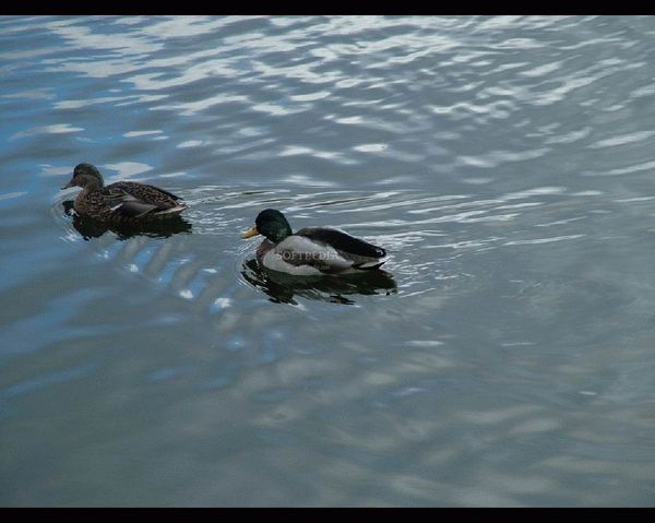 Hungry Ducks Screensaver