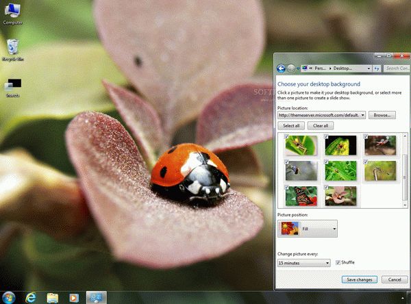 Insects Dynamic Theme