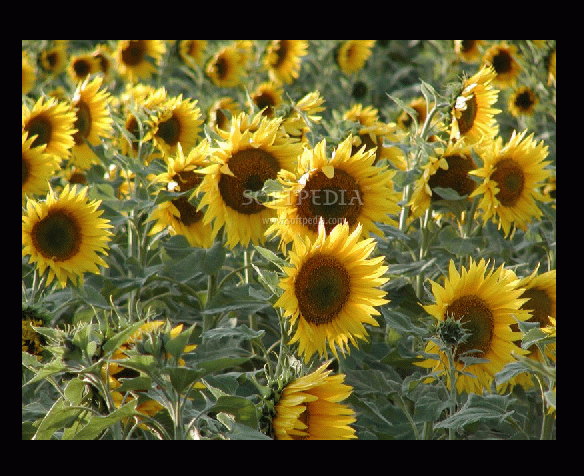 K's Sunflowers Screensaver