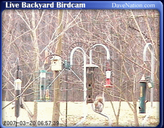 Live Backyard Birdcam