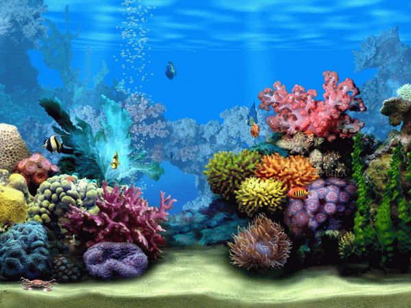 Living Marine Aquarium