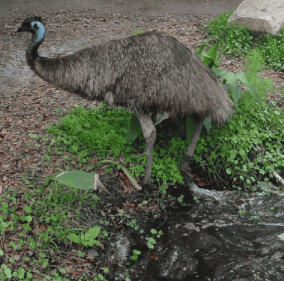 Lowry Park Zoo Screensaver