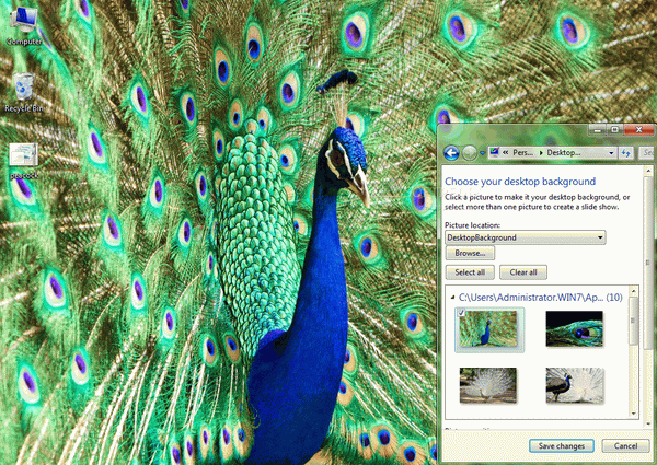 Peacock Windows 7 Theme