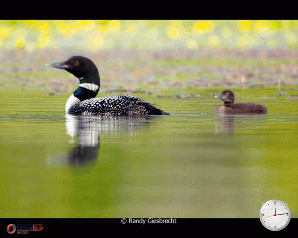 Photo Stock Agency Screensaver