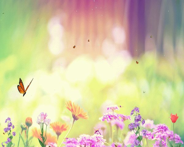 Butterfly Paradise Screensaver