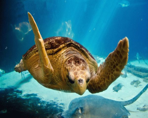 Sea Turtle Screensaver