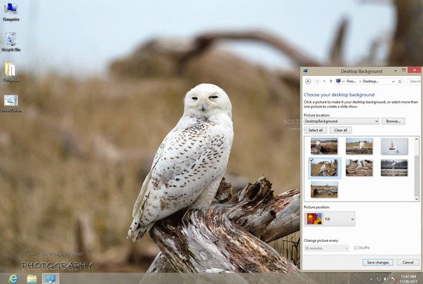 Snowy Owls Theme