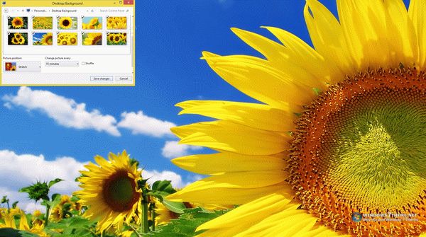 Sunflower Windows 7 Theme