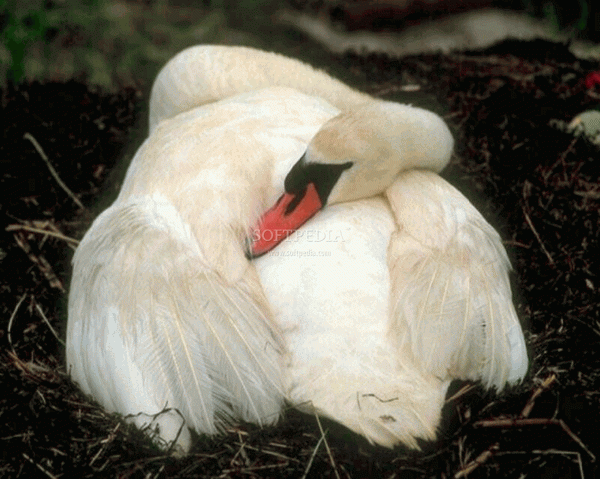 Swans And Flowers