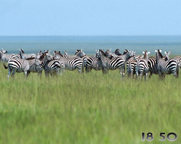 Zebras Free Screensaver