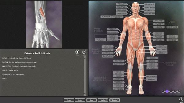 Muscle and Bone Anatomy 3D for Windows 10